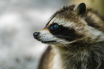 Raccoon face cute animal curiosity,  white.