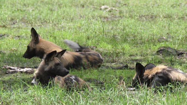 African wild dog makes place for the other at the water puddle