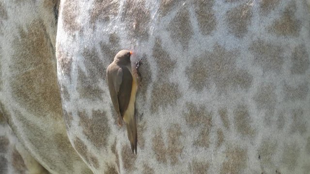 Yellow-billed oxpecker eats ticks and other insects from the fur and skin of the giraffe