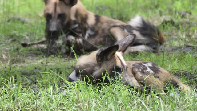 Pack of African wild dogs resting