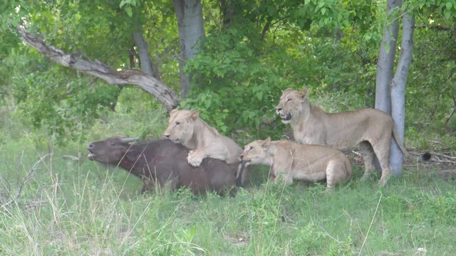 Three young lions killing a young african buffalo who is still alive