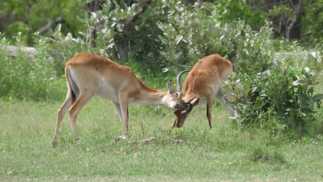 Two Lechwe stop fighting and walk away at Moremi Game Reserve in Botswana