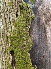 Moss on bark of a tree