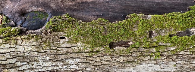 Moss and lichen on rock