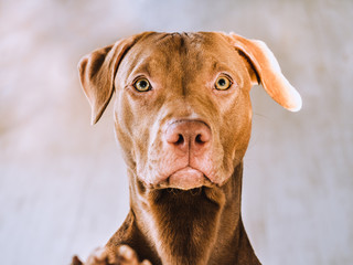 Lovable, pretty puppy of chocolate color. Close-up, indoor. Day light. Concept of care, education, obedience training, raising pets