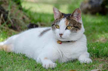 domestic cats playful in nature