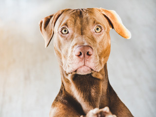 Lovable, pretty puppy of chocolate color. Close-up, indoor. Day light. Concept of care, education, obedience training, raising pets