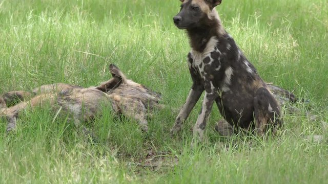 Pack of African wild dogs on a grass field