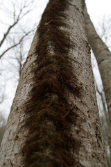 trunk of a tree