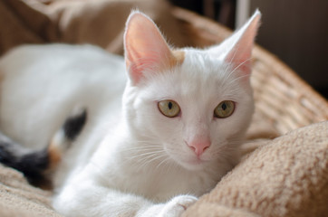 Snow White Domestic Cat
