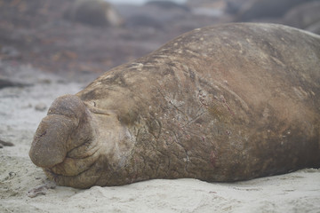 Large male Southern Elephant Seal (Mirounga leonina) on a sandy beach on Sea Lion Island in the...