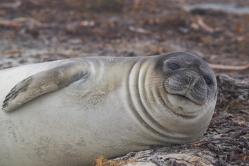 Recently weaned Southern Elephant Seal pup (Mirounga leonina) on the coast of Sea Lion Island in the Falkland Islands.