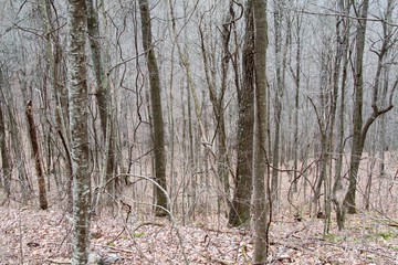 winter trees in forest