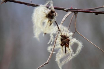 Tree flower and moss