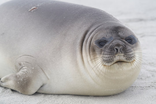 Recently weaned Southern Elephant Seal pup (Mirounga leonina) on the coast of Sea Lion Island in the Falkland Islands.