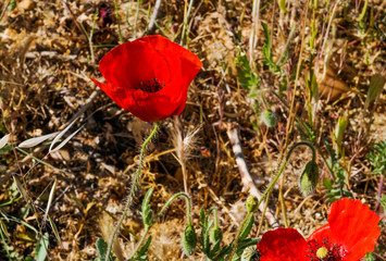 Flor de amapola roja en el campo