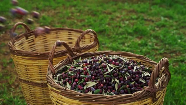Workers in olive garden pooring olive from small basckets to a bigger bascket. 