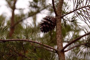 Acorn on pine tree