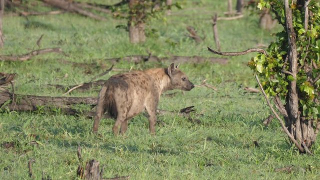 Pregnant spotted hyena walking through the bush
