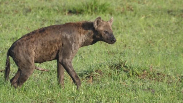Male spotted hyena walking around