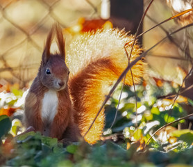 Eichhörnchen im Laub