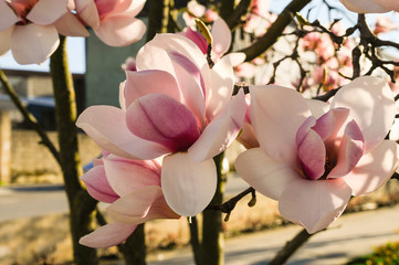 Bonitas flores de magnolia de color rosa al aire libre - obrazy, fototapety, plakaty