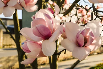 Gordijnen Bonitas flores de magnolia de color rosa al aire libre © NATI