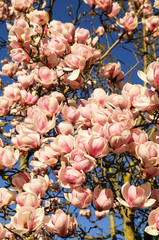 Bonitas flores de magnolia de color rosa al aire libre