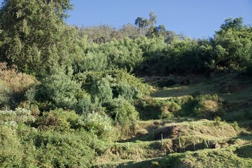 Mountain village view point with blue sky and green trees