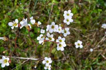 Fondo con pequeñas flores silvestres de color blanco