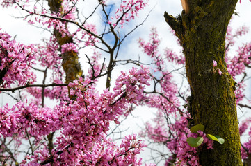 Árbol con pequeñas flores rosas con el cielo de fondo