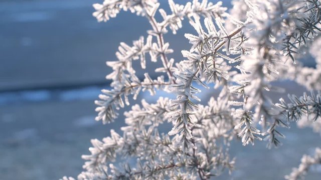 spruce tree and branches covered with snow and ini in sun light in winter frost