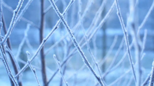 Ini trees and branches covered in frosty weather