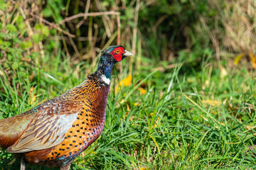 Close up of a male Ring Necked Pheasant (Phasianus colchicus)