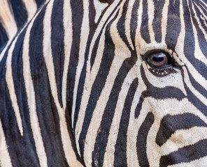 Fototapeta na wymiar Zebra close-up