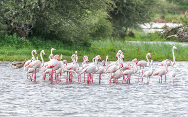 Naklejka premium Pink flamingos