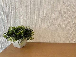 background of green plant on wooden table and over white wall