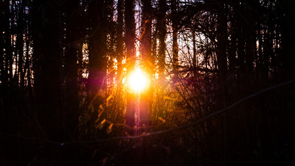 Sonnenuntergang flutet durch Bäume im Wald