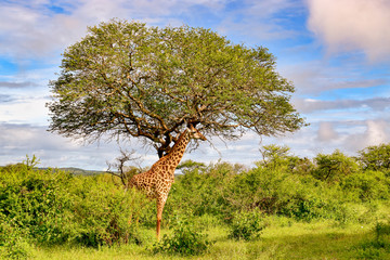 Giraffen im Nationalpark Tsavo Ost, Tsavo West und Amboseli in Kenia