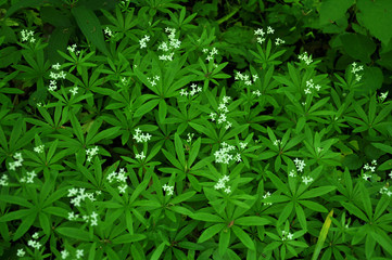 Bedstraw (Galium odoratum) blooms in spring
