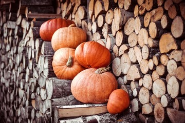 Ripe pumpkins near the wall on the top of fire wood stack