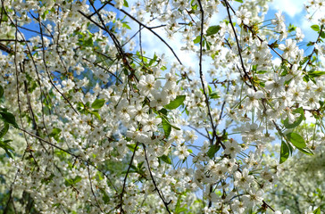 Cherry blossoms against the blue sky in early spring. Cherry branches covered with white flowers.