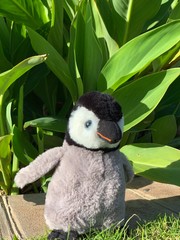 Little penguin in the park