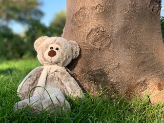 teddy bear on the grass