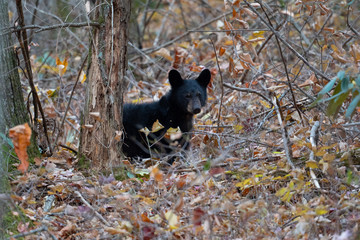 Obraz na płótnie Canvas Black bear cub in the woods