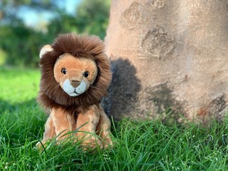 little lion in the park