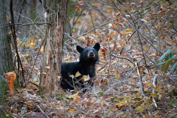 Obraz premium Black bear cub in the woods