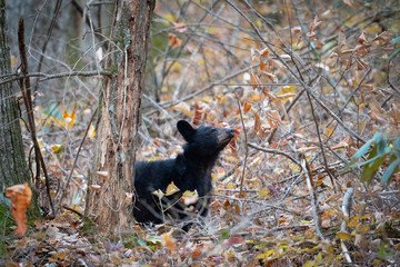 Black bear cub in the woods