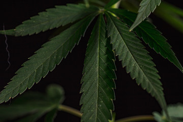 Thematic photos of hemp and marijuana Green leaf of cannabis. background image. Bright green leaves of marijuana close-up with a distinct pattern and texture.