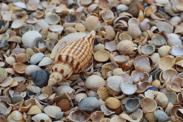 Macro mode. A large beautiful shell lies among the many small shells on the shore